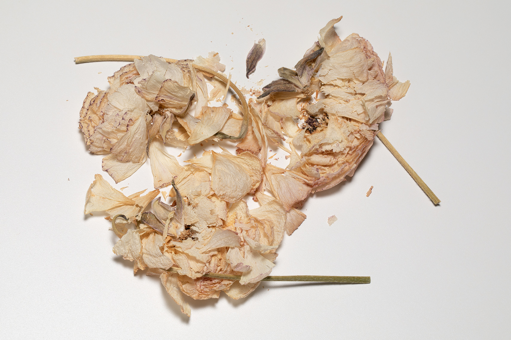FILETI_OBJECT_FLORAL_U0A1392