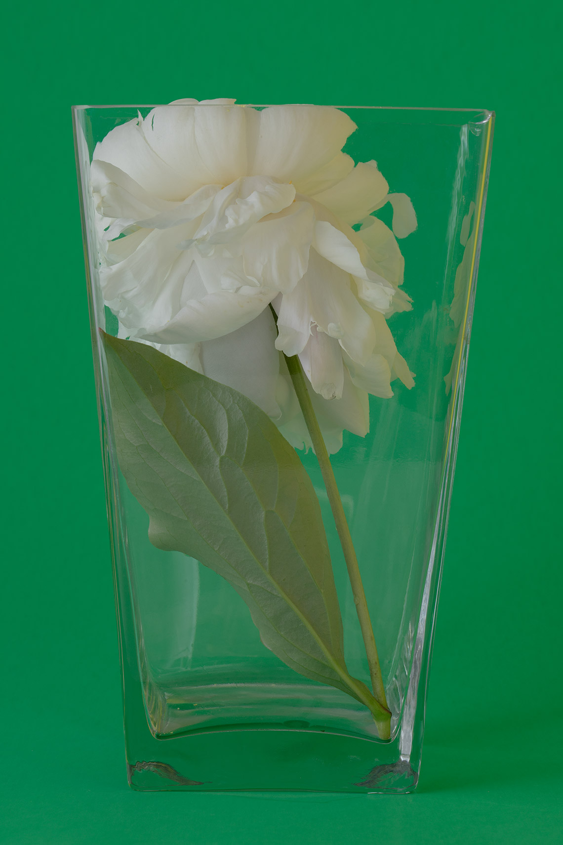 FILETI_OBJECT_FLORAL_WEB_U0A3495